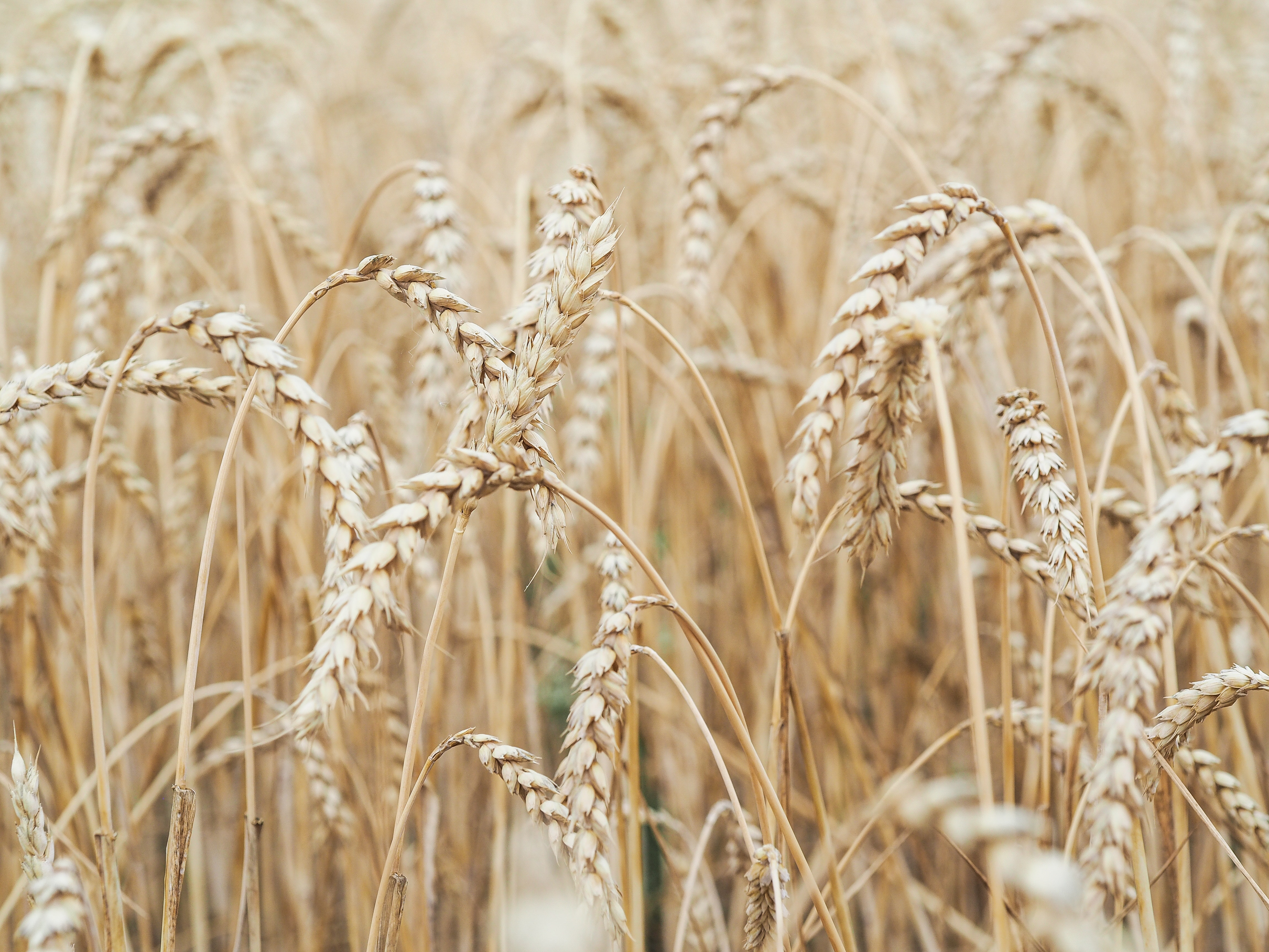 close up piture of tall wheat in a field
